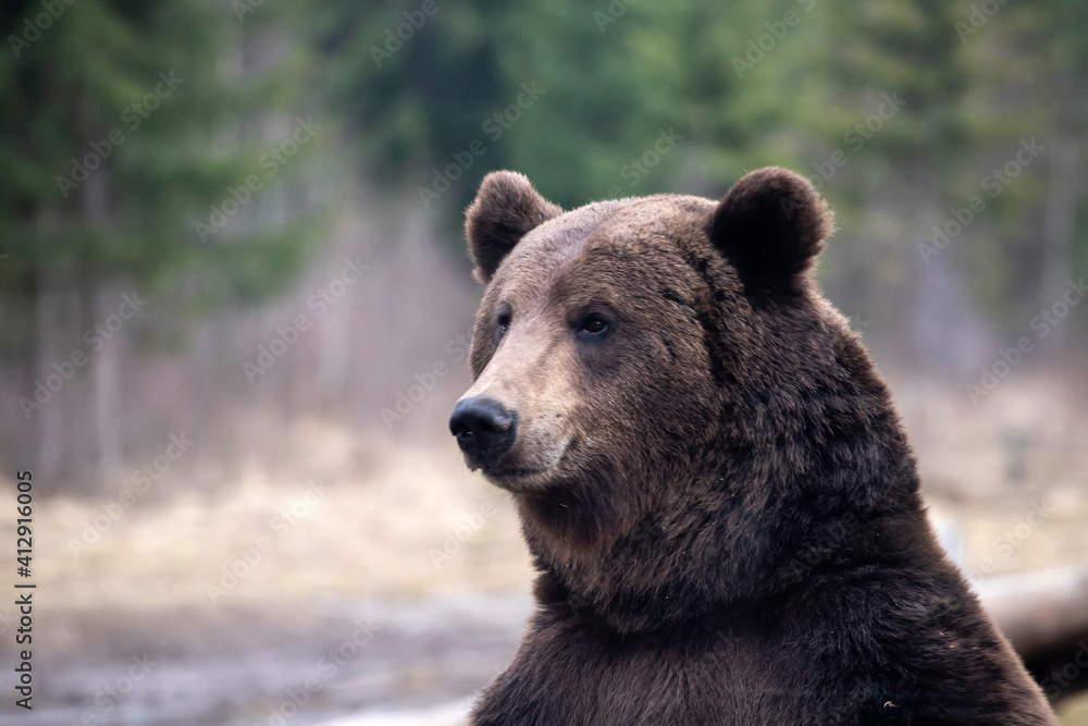 Brown bear - close-up portrait