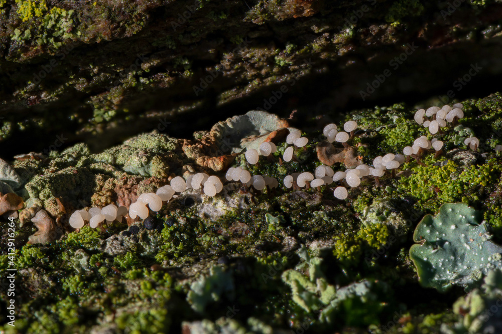 Close up and focus stacking of tiny mushrooms and lichens on a tree branch