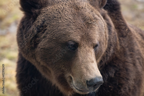 Brown bear - close-up portrait © erika8213