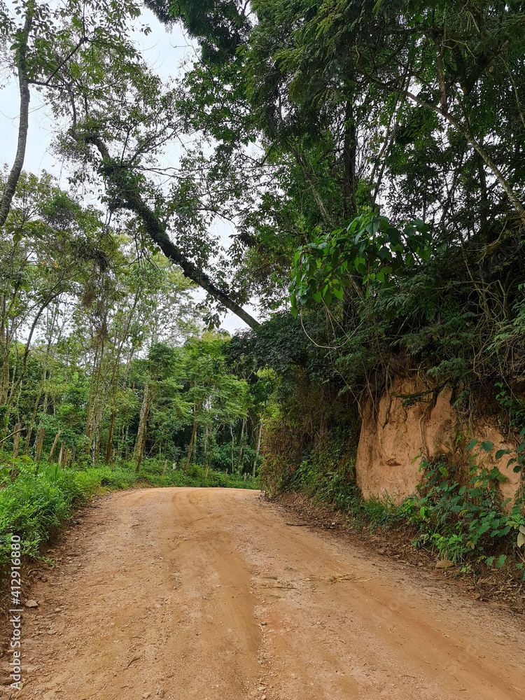 Fototapeta premium path in the forest