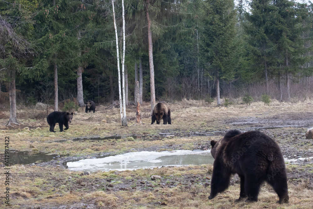 Brown bear in winter forest Brown bear in winter forest