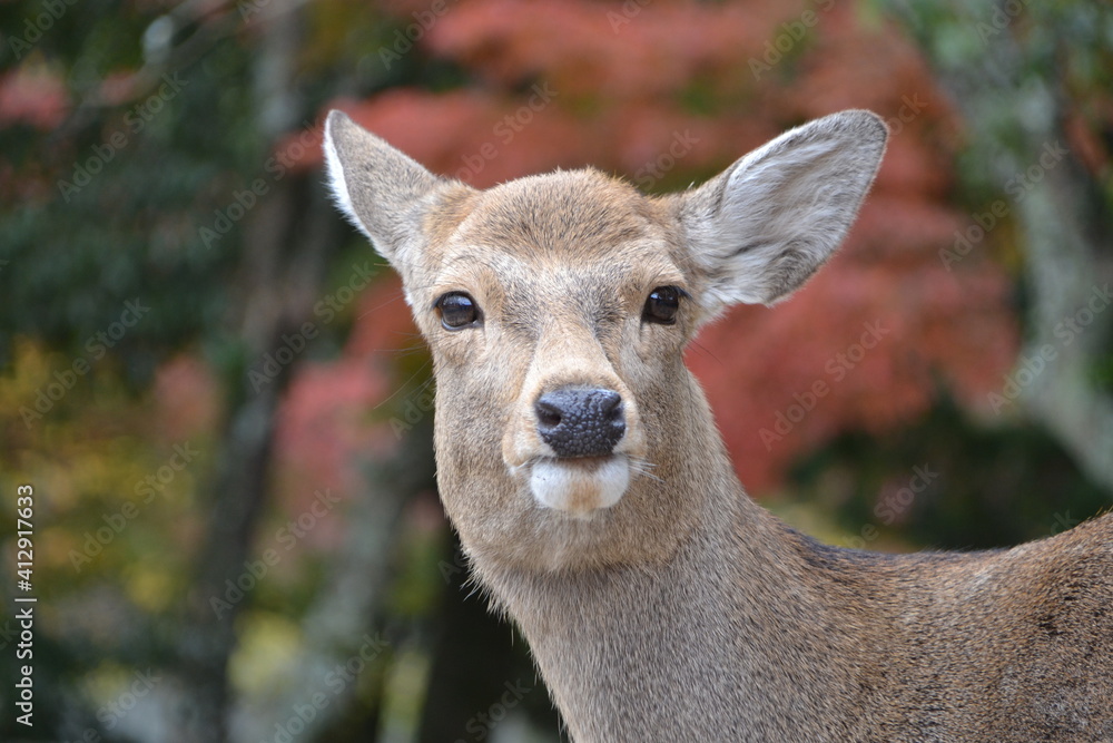 Fototapeta premium Deer in Nara, Japan