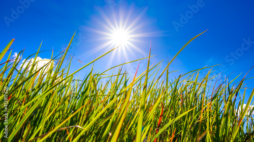 【自然風景】眩しい太陽光と青空の下の草原の様子 ローアングル 