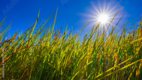 【自然風景】眩しい太陽光と青空の下の草原の様子 ローアングル 