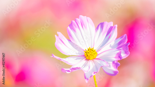 【秋】ピンク色のコスモスの花が花畑で咲いている様子　自然風景
