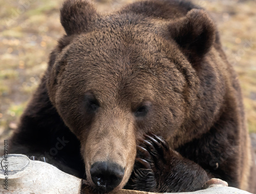 Wallpaper Mural Brown bear - close-up portrait Torontodigital.ca