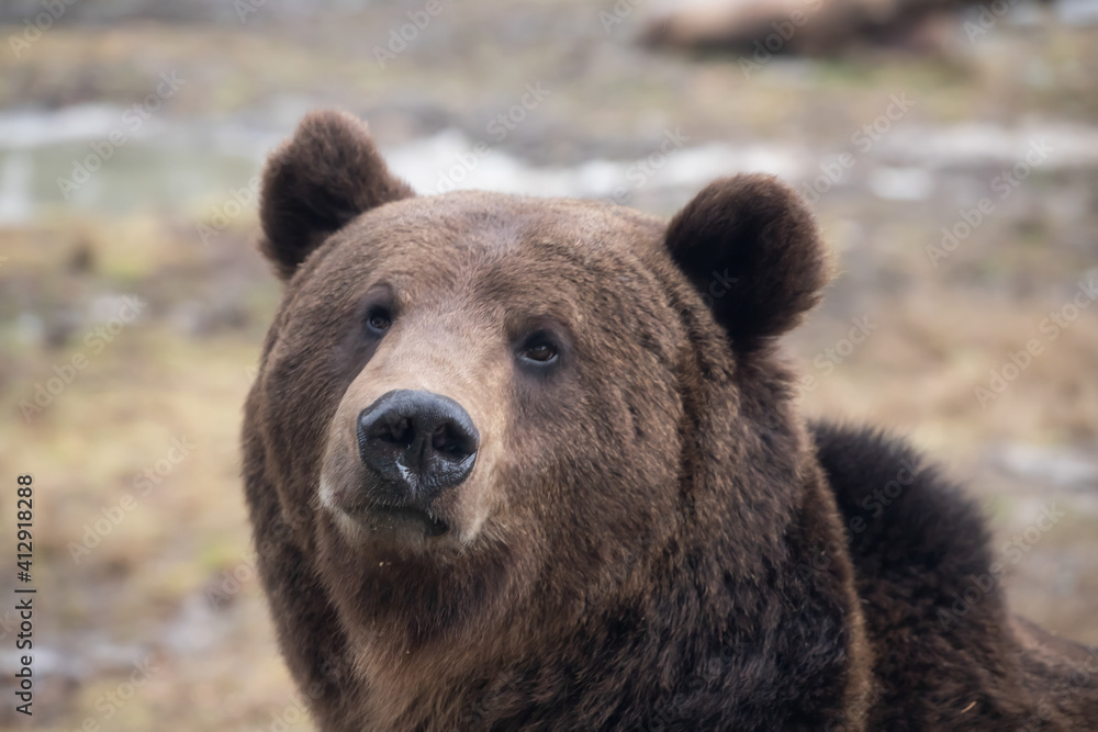Brown bear - close-up portrait