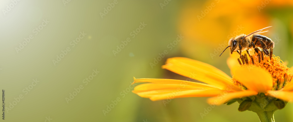 Bee and flower. Close up of a large striped bee collecting pollen on a yellow flower on a Sunny bright day. Banner, on the left is an empty space for the text. Summer and spring backgrounds - obrazy, fototapety, plakaty 