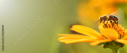 Bee and flower. Close up of a large striped bee collecting pollen on a yellow flower on a Sunny bright day. Banner, on the left is an empty space for the text. Summer and spring backgrounds