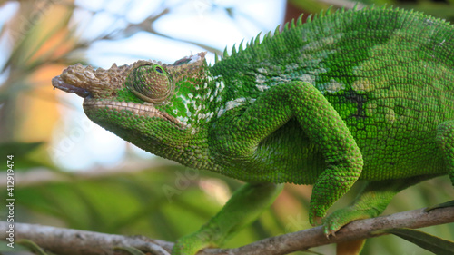 Side profile of West Usambara two-horned chameleon, Usambara blade-horned,  in the Usambara Mountain range, Tanzania. photo