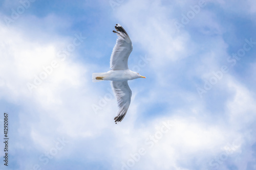 Seagull in flight. Blue sky with white clouds.