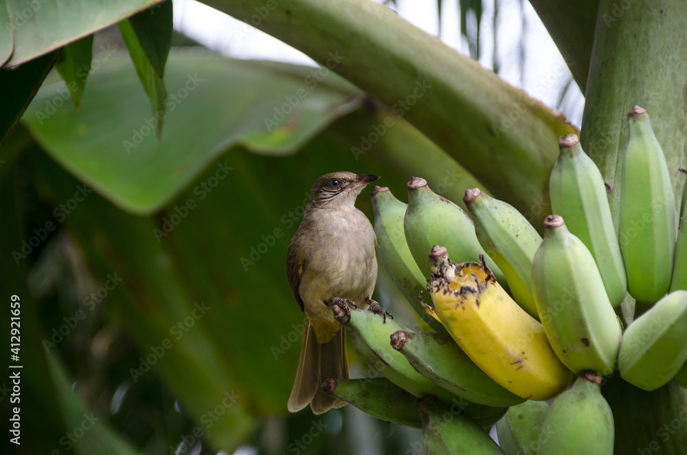 Foto de Pycnonotus striatus(bul bul) eats a banana from bunch on a banana tree. do Stock Adobe