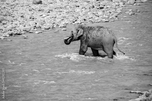 Indian male elephant tusker entering the Ramganga river sucking the water through  its trunk and splashing over its body   at Jim Corbett National Park  Uttarakhand. 