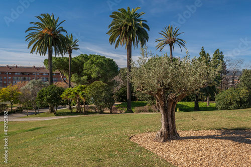 Splendid day in the park, with an olive tree in the cenreo and some palm trees