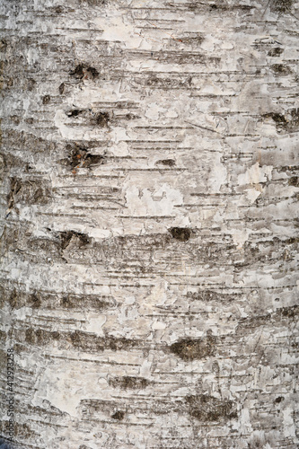Pubescent birch