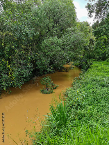 pond in the park