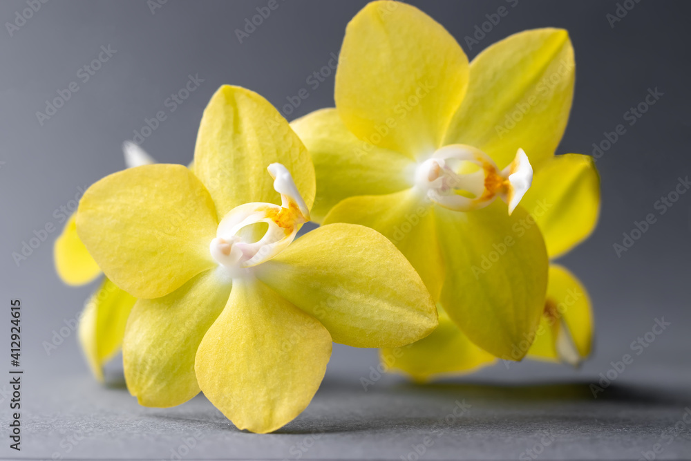 Yellow orchid phalaenopsis flowers against a blurred gray background. Closeup view. Selective focus. Color trend of the year 2021 Yellow orchid phalaenopsis flowers against a blurred gray background. Closeup view. Selective focus. Color trend of the year 2021