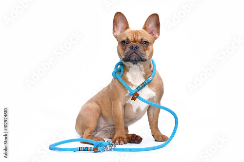 Red fawn colored French Bulldog dog wearing a teal retriever rope leash set isolated on white background