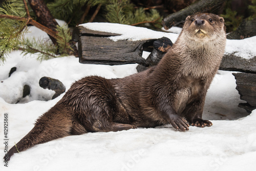 River otter in the snow