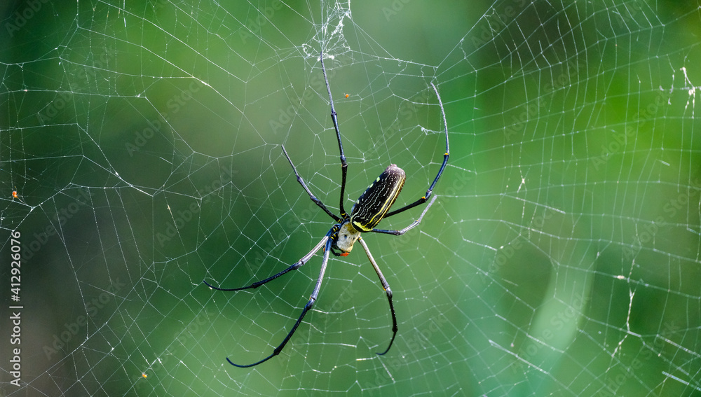 spider on the web spider on the web