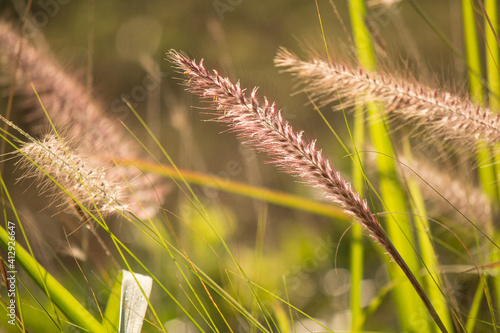 golden grass flower