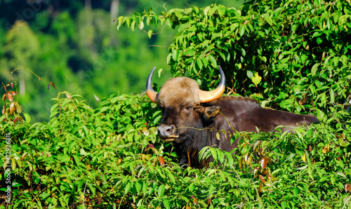 wild buffalo in the forest