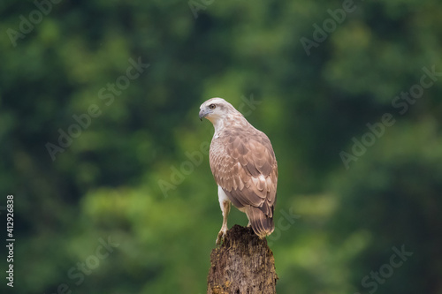 Crested Serpent-eagle
