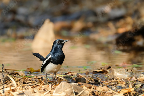 Oriental Magpie Robin