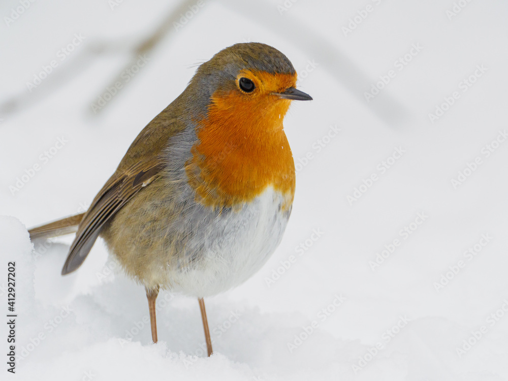 robin stands in the snow in winter and looks at the camera robin stands in the snow in winter and looks at the camera