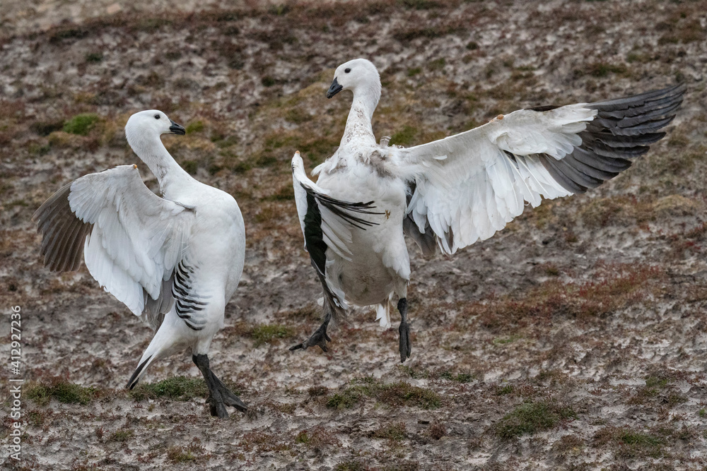 Fototapeta premium The Upland Goose (Chloephaga picta)