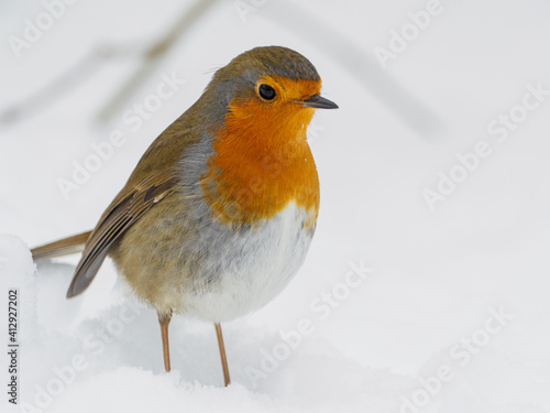 robin stands in the snow in winter and looks at the camera
