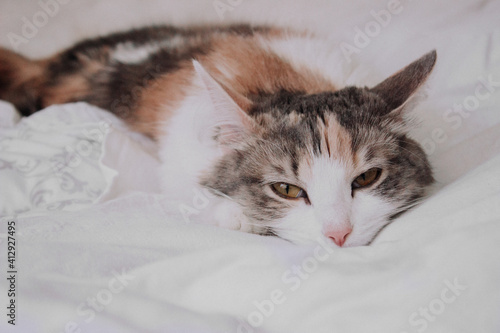 Cute white, ginger, gray cat lying in bed. Little kitten looking at camera. Fluffy cat sleeping at white blanket. Domestic kitten with brown eyes and pink nose on white background. Side view of pet