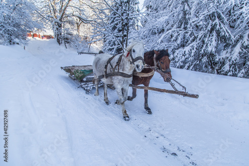 Two horses pulling a sleigh on a background of snow-covered trees