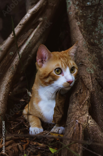 Cat exploring forest for the first time. Happy and surprised cat living his life. Cat admiring a beautiful world full of forest to go. He explores his world  © Fabianspot