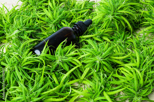 Cannabidiol oil  in a glass bottle   CBD oil hemp products  Cannabis  Marijuana herb and leaves for treatment  Extract from hemp oil . Herbs  medical marijuana cannabis.