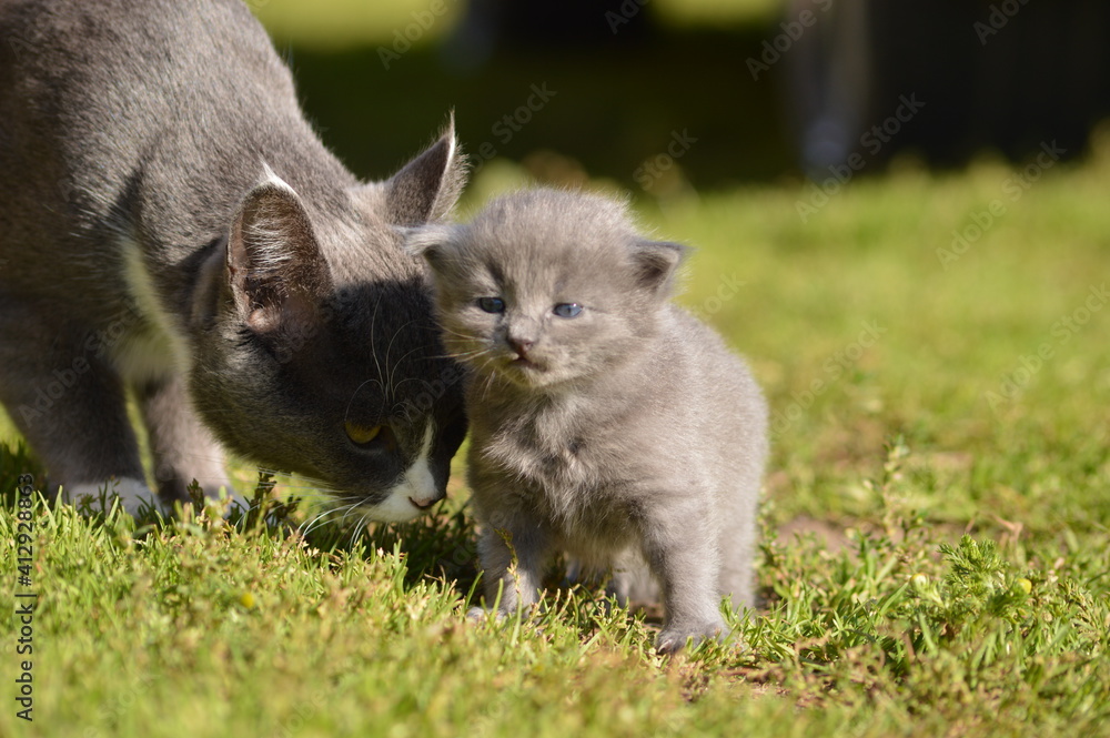 Obraz premium mom cat