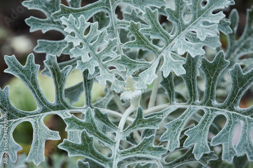 Gray green leaves of cineraria in a natural background. Beautiful cineraria in flower bed. photo