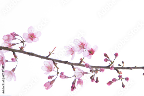 Pink sakura and its branches on a white background