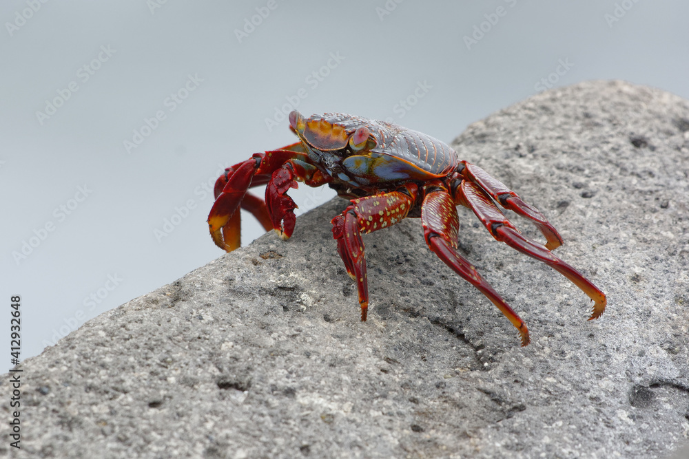 Red rock crab (grapsus grapsus) in Galapagos Islands, Ecuador