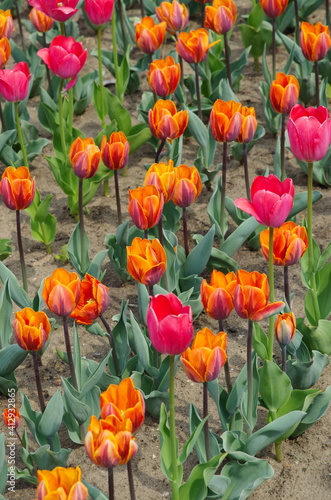 Colorful tulips bloom in a flower bed in the park in spring