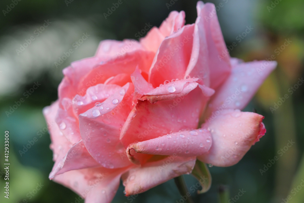 Macro closeup photo of raindrops on a fresh pink rose after the rain