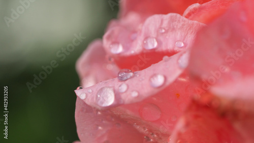 Macro closeup photo of raindrops on a fresh pink rose after the rain