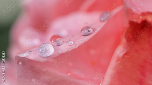 Macro closeup photo of raindrops on a fresh pink rose after the rain