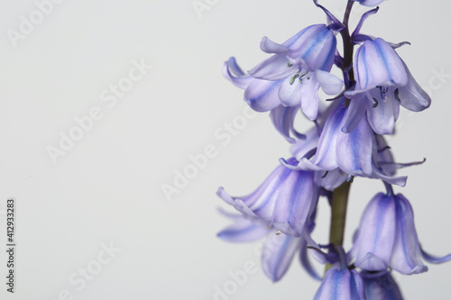 Lilac inflorescence of hosts isolated on gray background.
