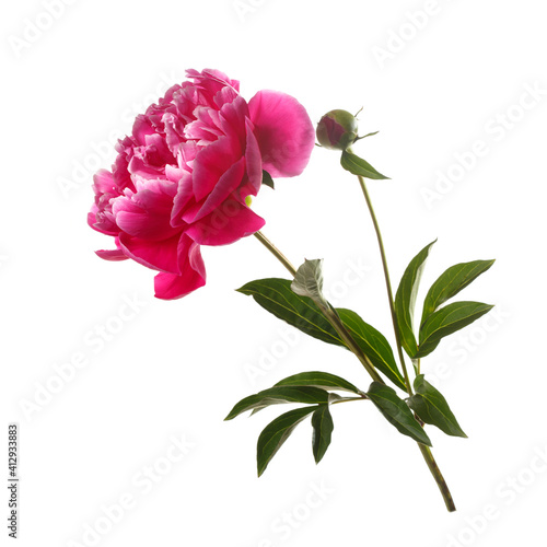 Beautiful wine-red rose-shaped peony flower isolated on white background.