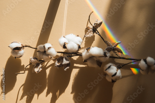 Cotton branch and rainbow on beige background. Delicate white cotton flowers. Minimalism flat lay composition for bloggers  artists  social media  magazines