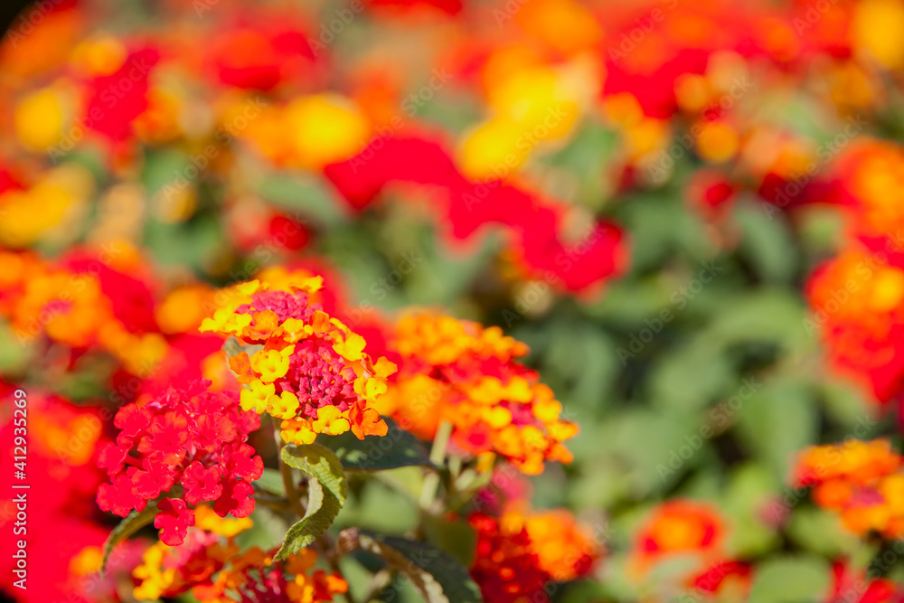 red and yellow flowers of lantana aculeata Moldenke red and yellow flowers of lantana aculeata Moldenke