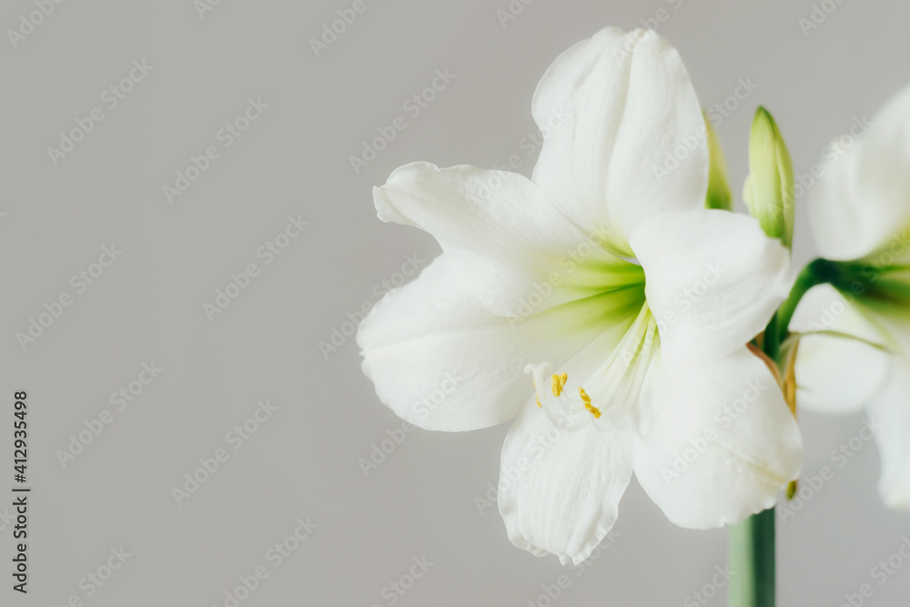 Beautiful white amaryllis flower blooming indoors against gray wall, copy space