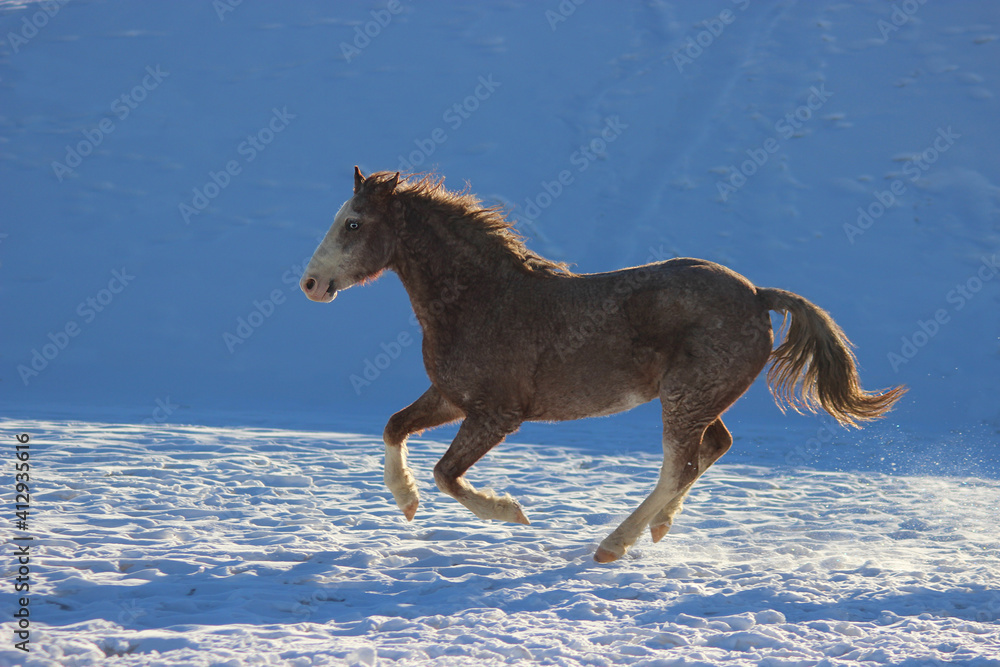 horse in winter, Horse rocks American curly with blue eyes gallops winter through the snow