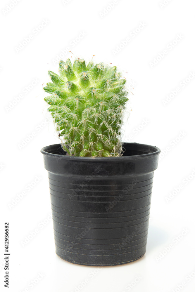 Cactus isolated on white background. Cactus isolated on white background.